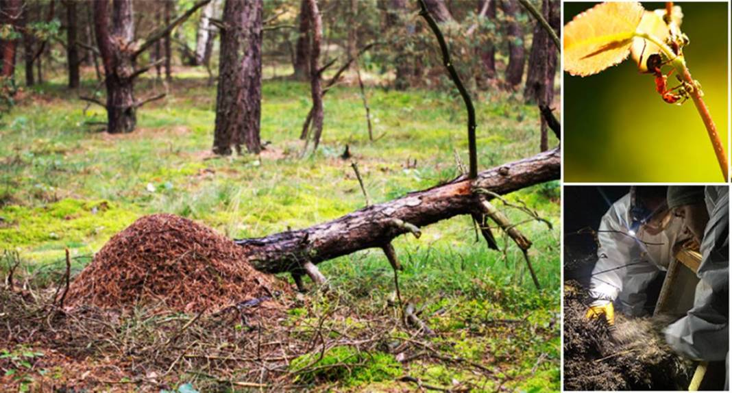 Orman yangınlarından sonra şimdi de 'dumansız yangın' paniği! On binlercesi doğaya salındı 3